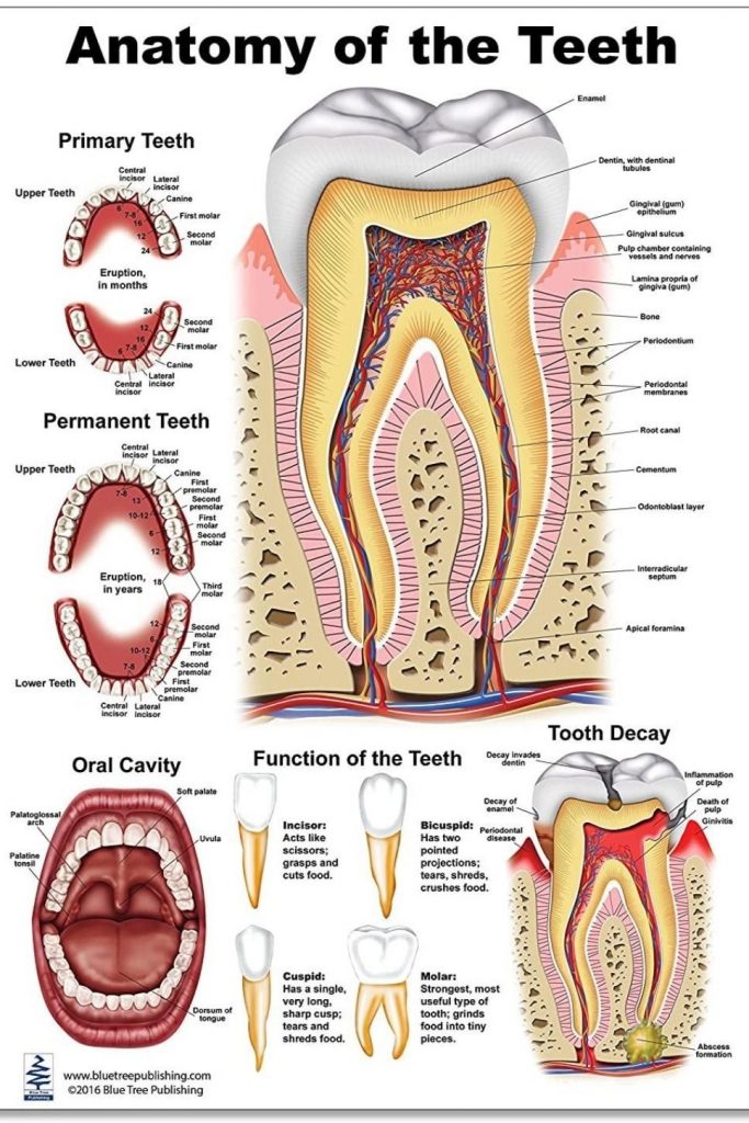 Dental Assistant Must Learn the Anatomy of the Teeth