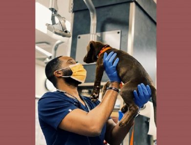 Becoming a Veterinarian: All You Need To Know